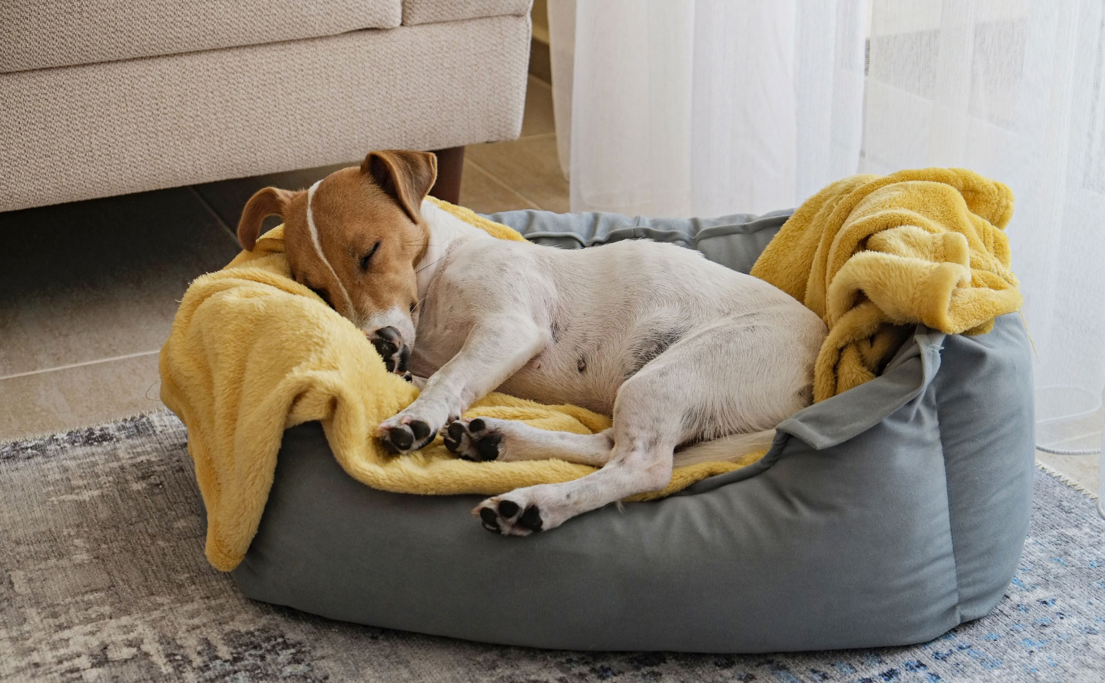dog in dog bed Residences